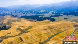 航拍新疆“兵团粮仓”：麦浪滚滚 丰收在望
