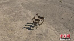 新疆古尔班通古特沙漠：鹅喉羚结队觅食