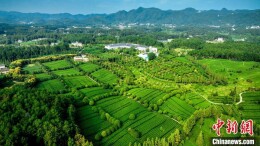 贵州凤冈秋茶采摘忙