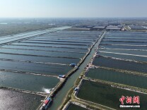 河北乐亭：航拍规模化海参养殖基地景观