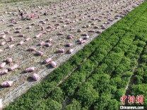 新疆焉耆盆地迎来一年收获时