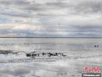 新疆博斯腾湖金秋芦花香