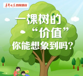 【图解】一棵树的“价值”，你能想象到吗？