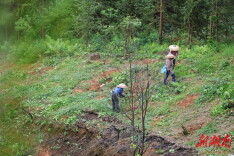 菁芜洲镇地连村：油茶套种钩藤 以“短”养“长”促增收