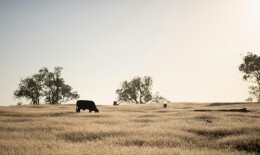 Silent demise of rangelands threatens climate, food security 联合国报告：全球牧场退化问题严重
