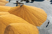 稻谷、小麦、玉米三大主粮农业保险全面铺开——“咱们种粮心里更踏实了”