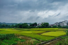 溆浦监督“回头看” 推动“抛荒地”变“希望田”