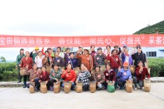 巧手采茶有乾坤！会同宝田侗族苗族乡开展采茶培训