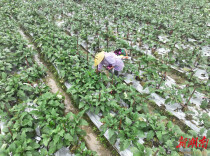 道县：果蔬俏销大湾区