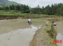 江华大锡乡：中稻插秧忙 乡村好“丰”光