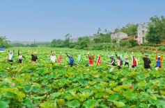 荷美石岭 扑面而来