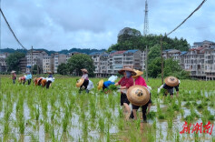 播阳镇：沃野添新绿，田间插秧忙