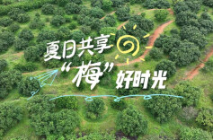 视频丨夏日共享“梅”好时光