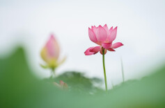 永州冷水滩：夏日荷韵