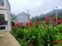 辰溪县谭家场乡：开展人居环境整治 鲜花扮靓和美乡村