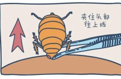 叮叮！小心，毒蚊虫“盯”上你了！