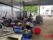 辰溪县谭家场乡：茯苓产业激活乡村振兴“生态引擎”