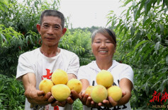 永州冷水滩：黄桃枝头俏 游客采摘乐