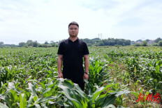 职创三湘·匠人创客｜龚树国：“90后”新农人和他的“蔬菜王国”