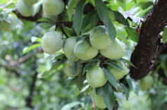 道县：李子满枝头 果农喜丰收