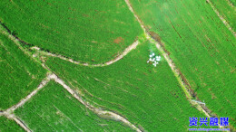 走基层·清夏 | “飞防”作业 助农增收