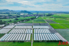 道县：蔬菜基地 锦绣田园（组图）