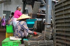 道县：早稻收割在即 晚稻秧苗“在路上”