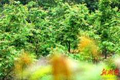 永顺县教体局驻村工作队：深挖“乡情”资源，助力茶叶销售