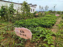 国家能源集团永州发电有限公司工会创建“开心农场”  提升员工幸福指数