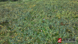 江华：瑶山雪梨成熟上市 炎炎夏日有“梨”超甜