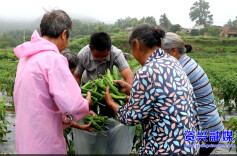 走基层·清夏 ▏资兴市三都镇：碑记辣椒抢先上市
