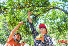 道县：特色种植 助农增收（组图）