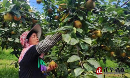 江华大石桥乡：瑶山雪梨喜迎丰收  果农笑了