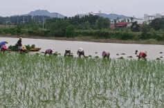 江南镇：与时间赛跑 向老天要粮
