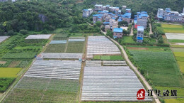 江华沱江镇小洛坪村：葡萄成熟上市村民喜获丰收