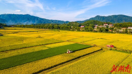 资兴：盛夏“双抢”忙 农机来助力