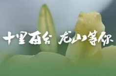 十里百合 龙山等你