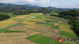 稻谷飘香  江华12.93万亩早稻开镰收割