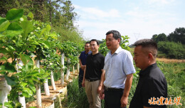 李雨初调研香水柚嫁接后期管护和烟叶烘烤工作