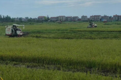 江南镇：又是一年“双抢”时 早稻收割忙不停