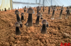 道县：黑皮鸡枞菌破土成“金” 特色种植引领致富新路径