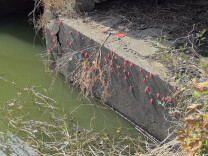 华容县农业农村局“清螺”护生态