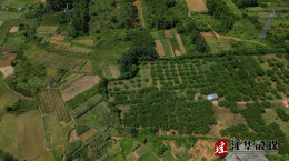 江华：奈李丰收 甜蜜满园