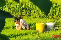 烟稻轮作走出乡村振兴好“稻”路（组图）