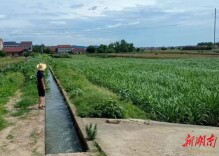 新安镇：“三夏”时节抗旱进行时