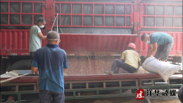 江华早稻收购有序展开