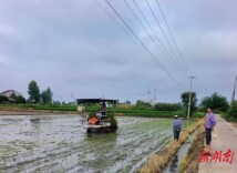 刻木山乡：早稻喜归仓 晚稻栽种忙