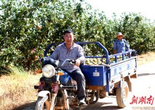 岳阳经开区西塘镇：“梨”甜如蜜 果香满园