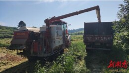 临澧县太浮镇：又是一年好“丰”景