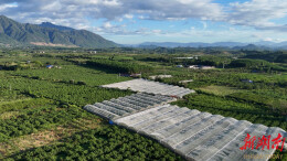 道县：鹰嘴桃甜蜜上市 果农忙采摘